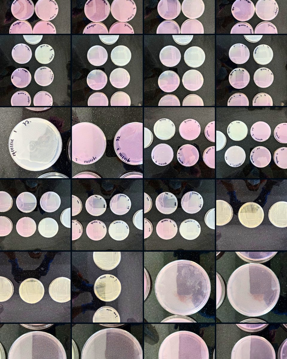 DrHeatherAngell's tweet image. Super excited to be presenting my current research at the @BAFA_info Winter Conference today! 

Looking forward to learning more about the fantastic research which is being conducted in the UK, especially in #ForensicTaphonomy
