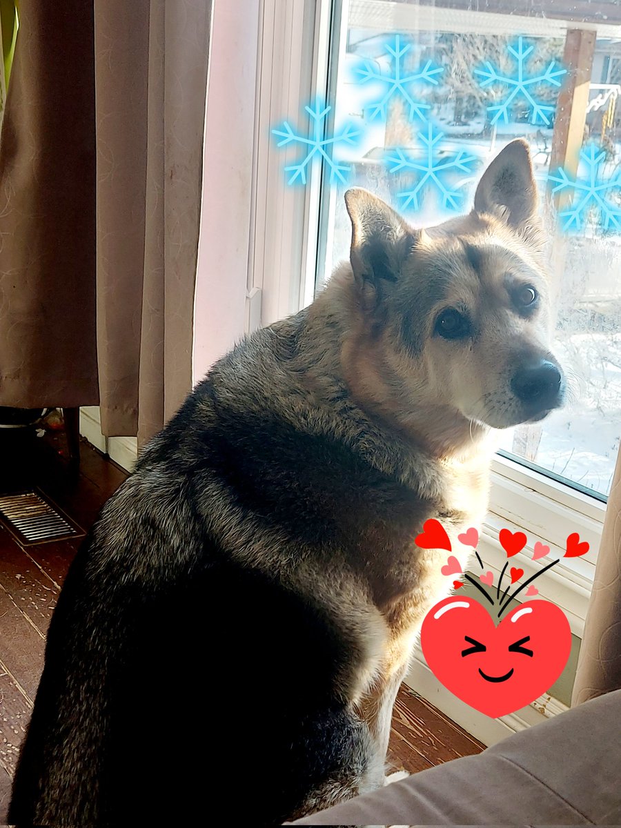 KulikMrs's tweet photo. @AdamParkhomenko This is Bear! https://t.co/5nFXtf5lg1