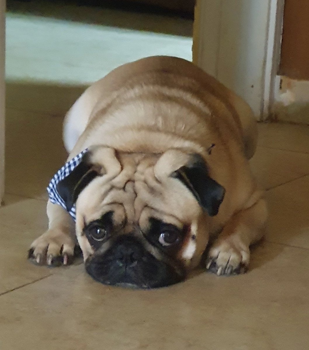 FonsecaRony's tweet photo. He vuelto!! y ahí esta Chipi!! https://t.co/TQ4lvZp5kV