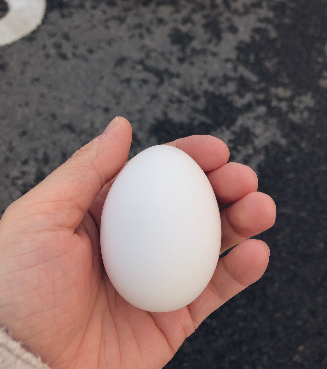 spring_izu's tweet photo. 店舗の人からゆで卵もらった🥚 https://t.co/xP8O3Efd4K