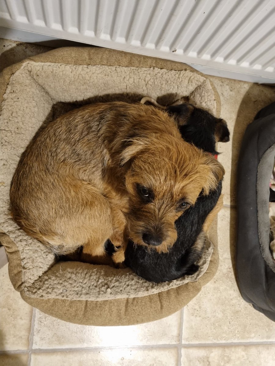 GrumpygrumpsT's tweet photo. Muuum tell him he's in me bed & imma tryin to sleep!!!! #borderterrier #BTPosse #NotAMorningDog #gerroff https://t.co/iurS0LSSpF