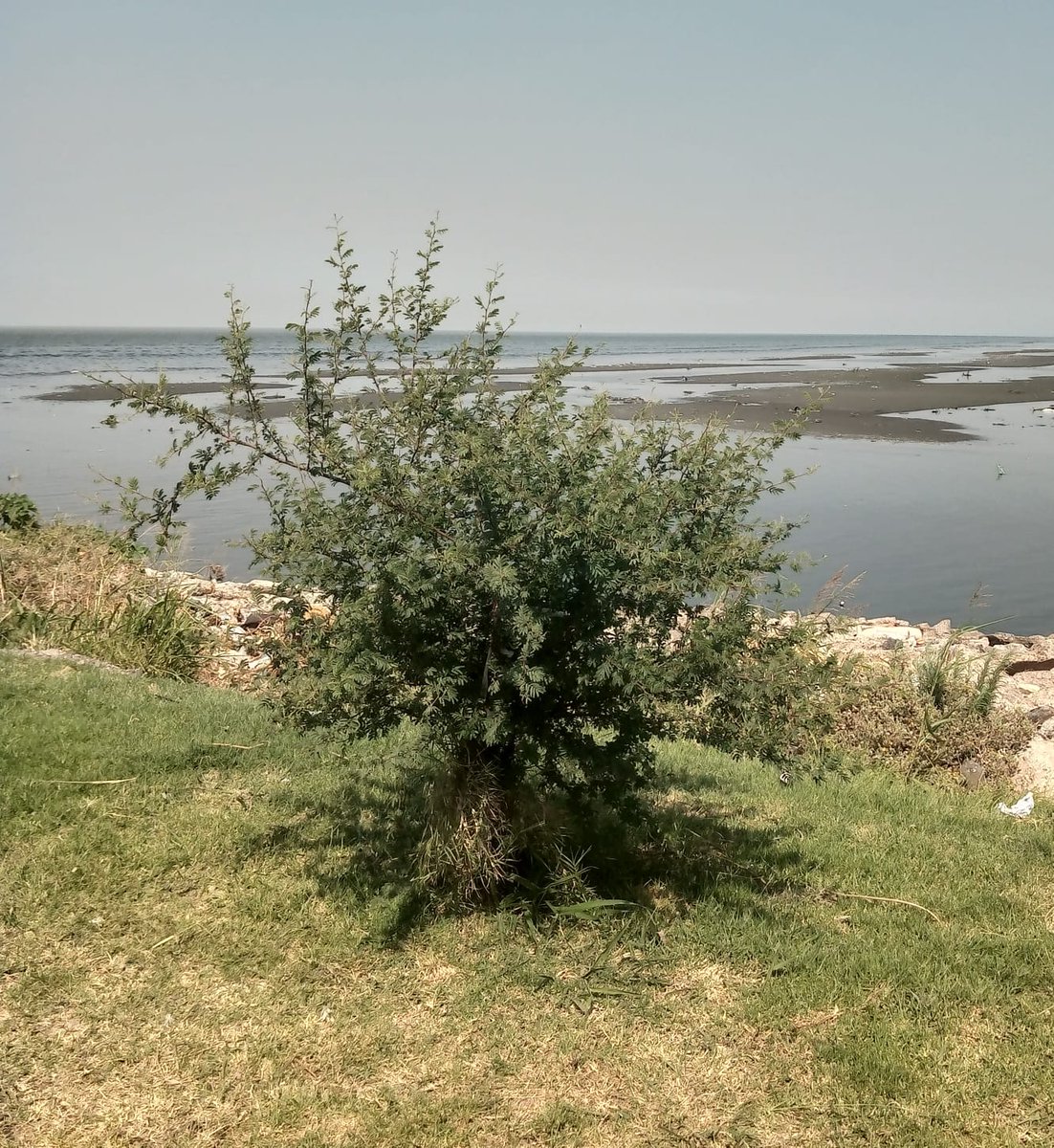 SilviaChaves5's tweet photo. #espinillo acompaña al Río de La Plata desde la costa de Villa Dominico https://t.co/LxFMX0V6MO