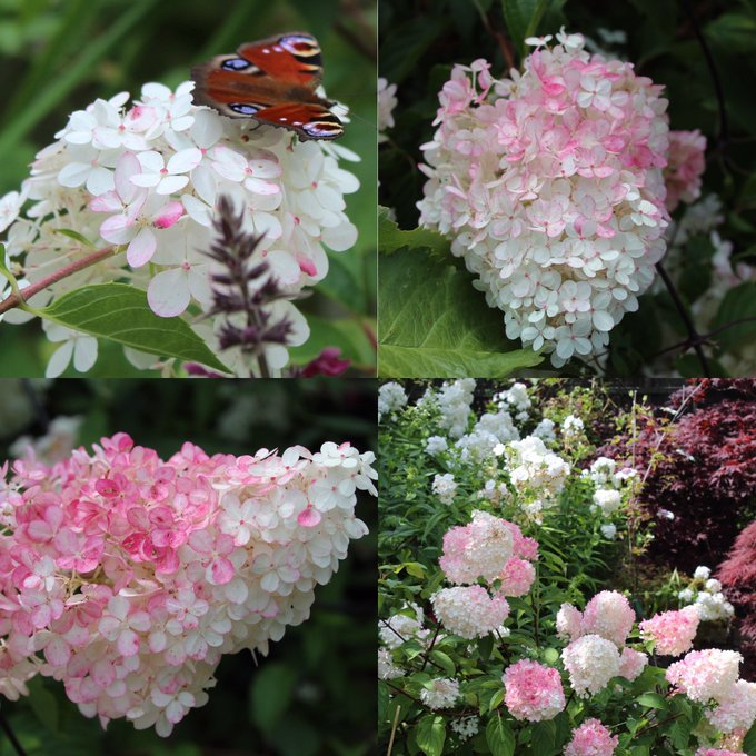 loài hoa mà tôi yêu thích♥️