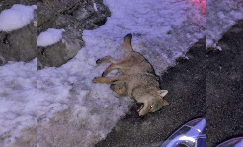 Alliance Animale tweet media