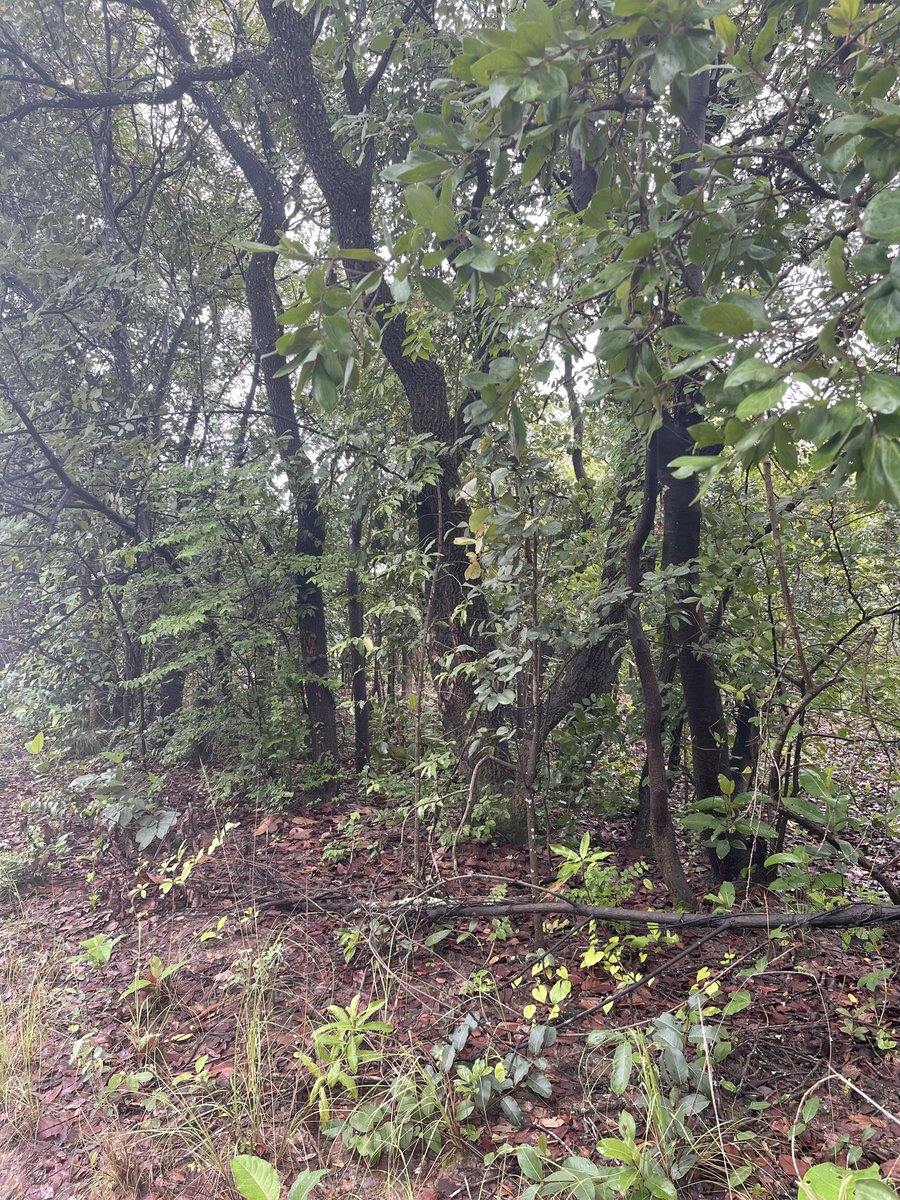 AskMeGoGreen's tweet photo. Morning walk in the 🌵🌿🌱☘️🌲🌳 https://t.co/vH1vOZqHFZ