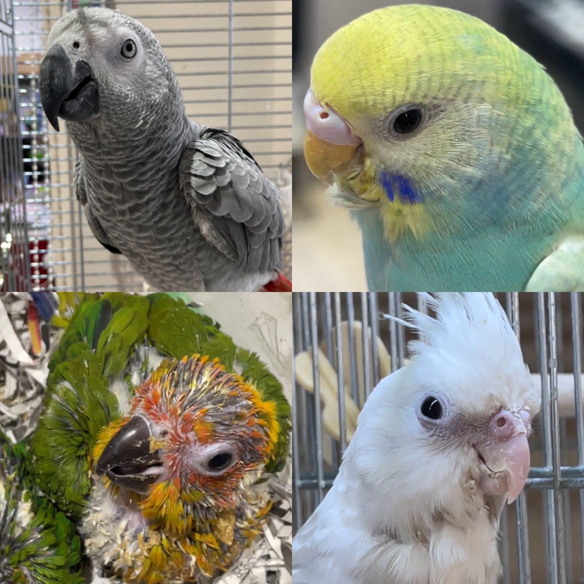 ヨウム販売 Twitter Search Twitter