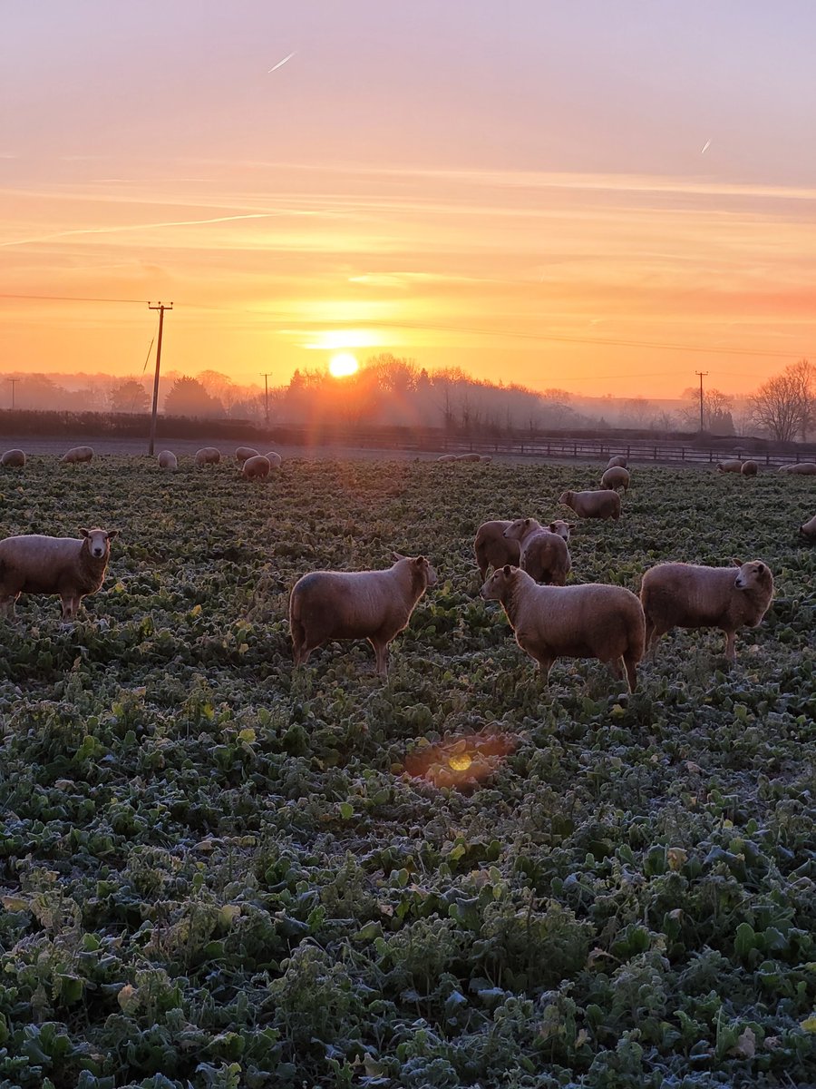 lanhilllamb's tweet image. Been a beautiful week here in the Cotswolds #lucky #notabadoffice #crispandcold