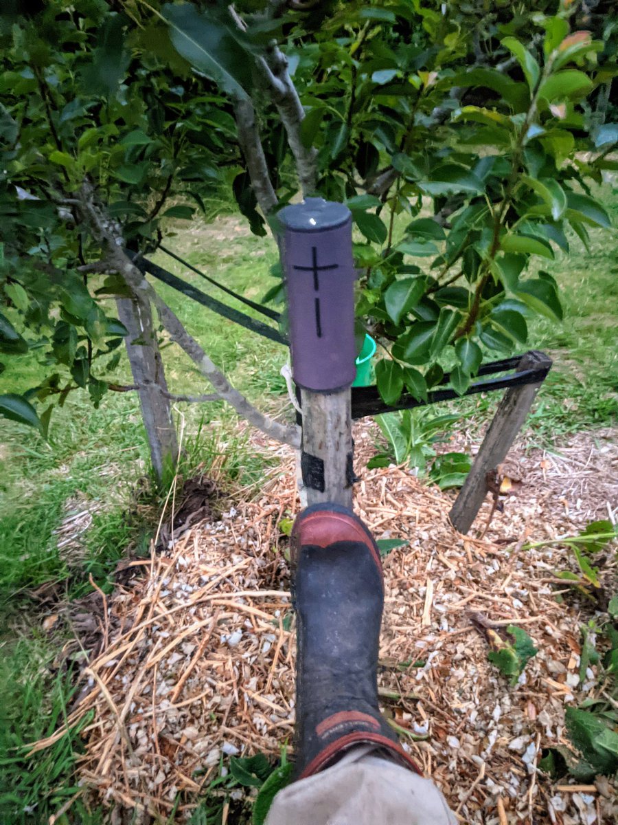 Lovely evening for this jazzy Paul Simon remix, mozzies seem to also like it 🦟- open.spotify.com/track/7qB5mBa9… #bootsnbeats