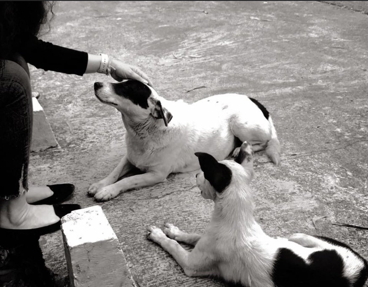 JoshiEchha's tweet photo. In every living thing there is a desire for love-D. H Lawrence
#connection #pets #love #weekendvibes #Live #CALM #peace https://t.co/IKdkvToDH5