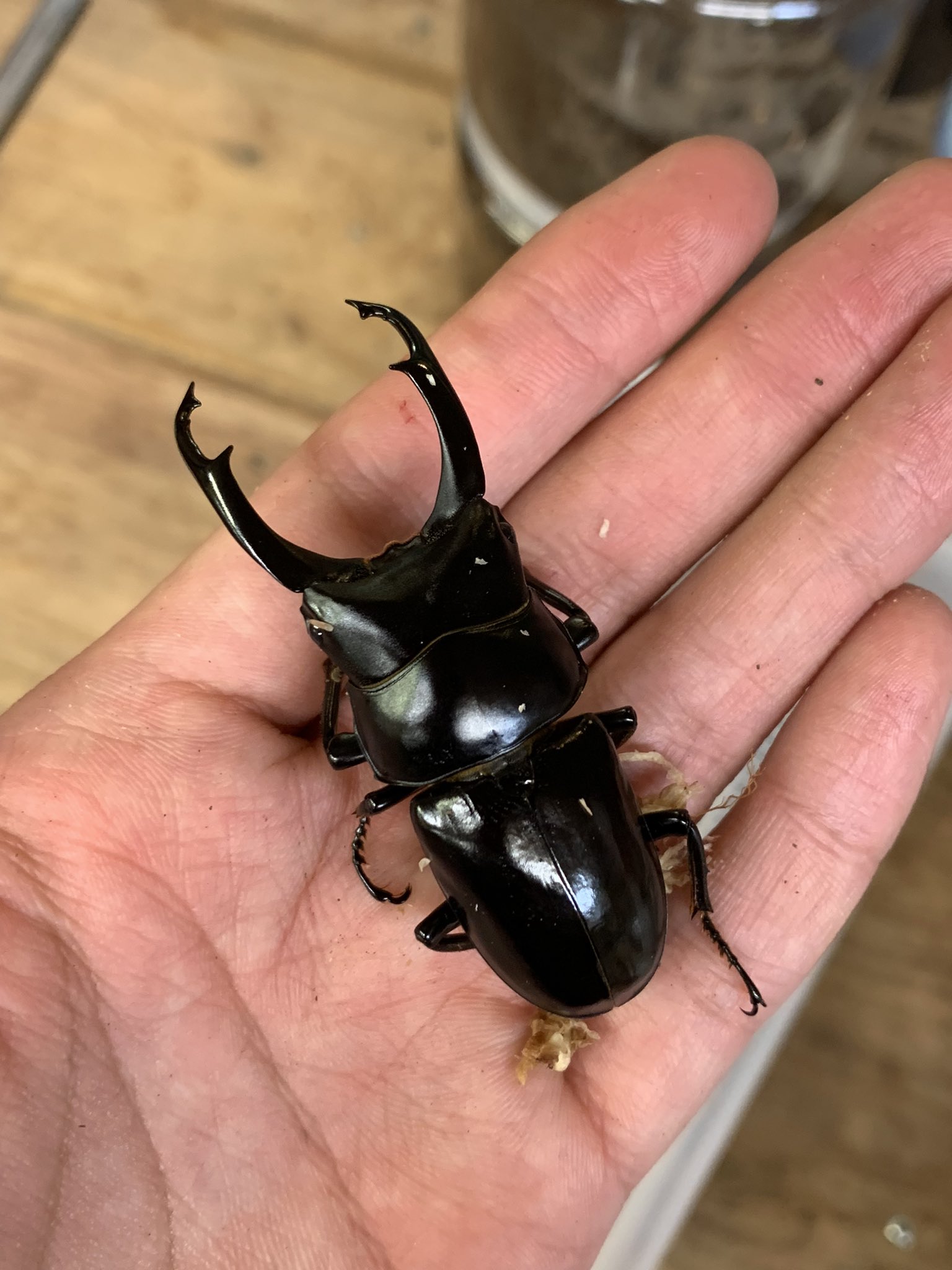 おっきー Yo Twitter