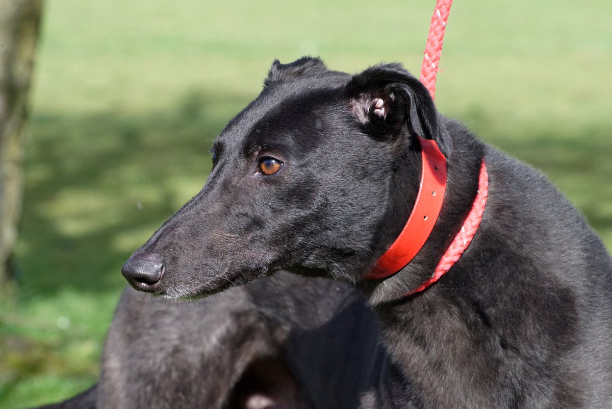 Greyhound Trust West Yorkshire tweet media