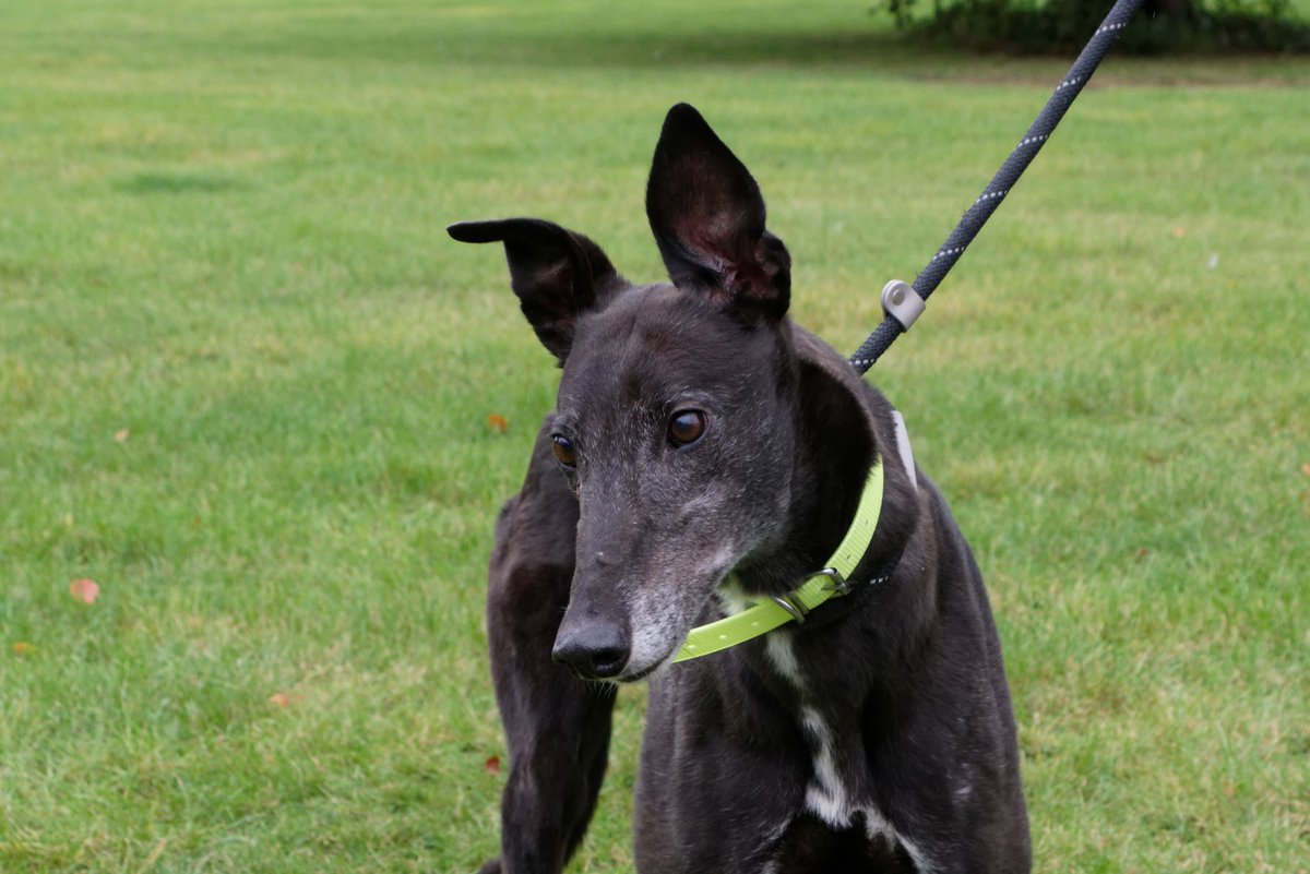 Greyhound Trust West Yorkshire tweet media