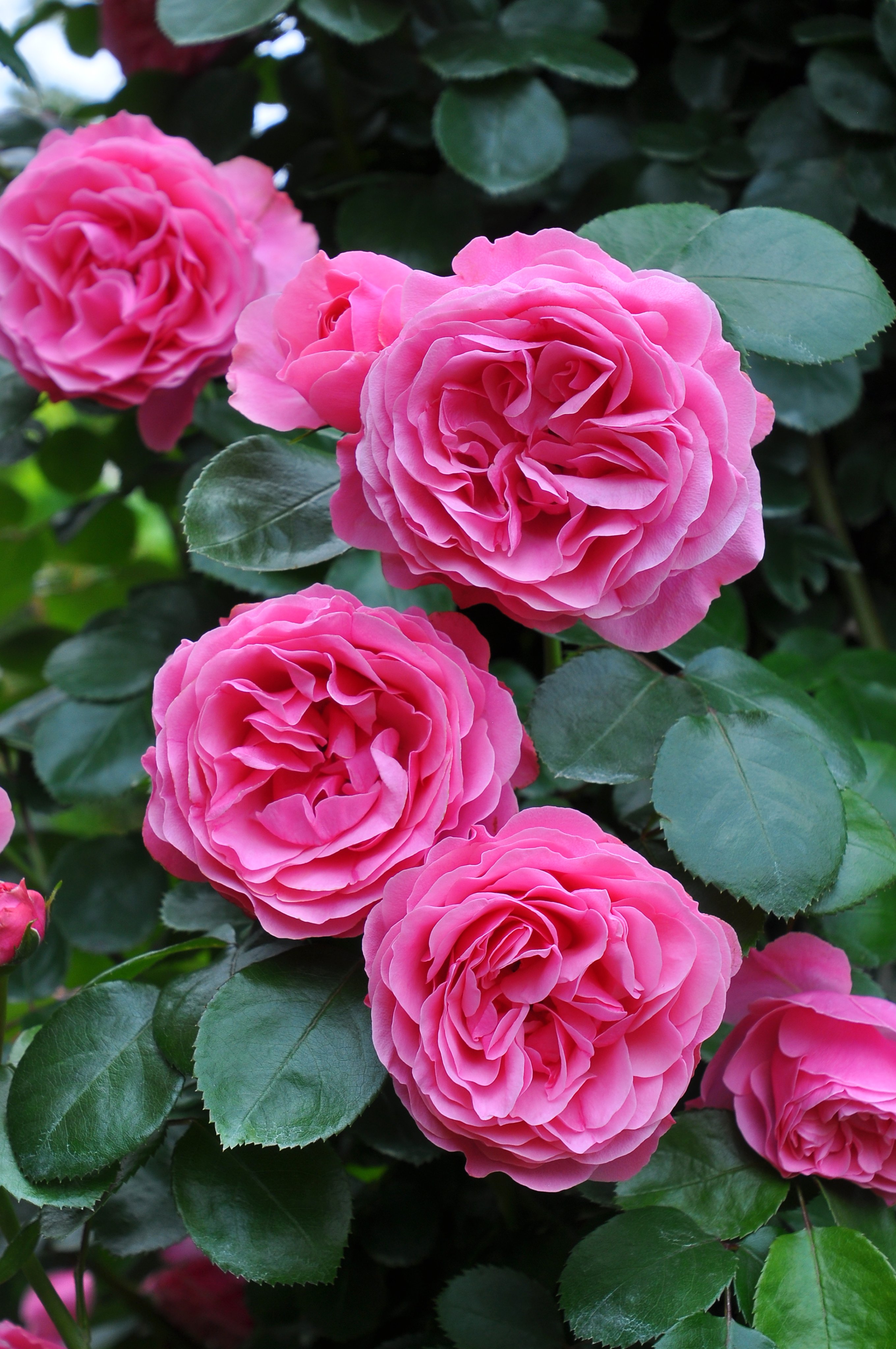 バラの家 公式本店 Rosa Orientis Rosa Orientis Twitter