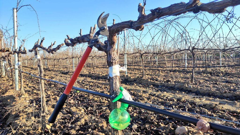 Davidelavid's tweet photo. A quien no le gusta echar la mañana podando🪵🪵y sentir el chasquido de los sarmientos bajo la✂️en estas mañana frescas. En @CICYTEX terminamos la semana de poda de nuestro ensayo de frecuencias de riego @irrivitis en lo que será la nueva campaña de 🍇. GOD SAVE THE 🍷 https://t.co/coINuBcDR9