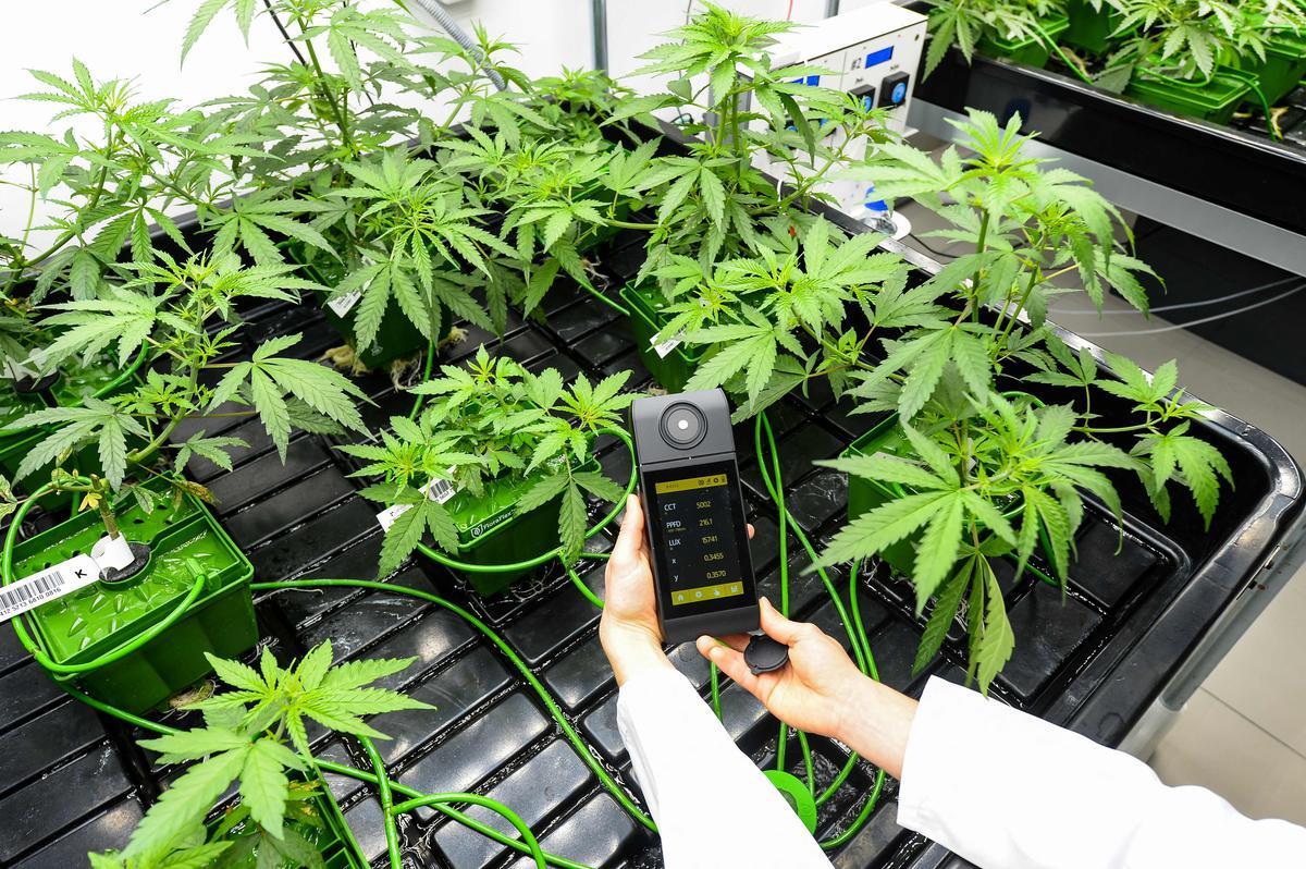 sudouest's tweet photo. Interdiction de la vente de fleurs de CBD : la bataille juridique se poursuit devant le Conseil d’État https://t.co/KULXYLbUTd https://t.co/6ARMdeayTh