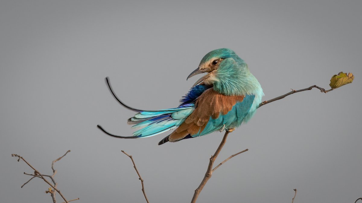 EbroDelta's tweet photo. AWESOME AFRICAN BIRDS | Top 10 birds | Birding Tour of The Gambia https://t.co/GSHxmt9wMk via @YouTube https://t.co/vRThSIInCv
