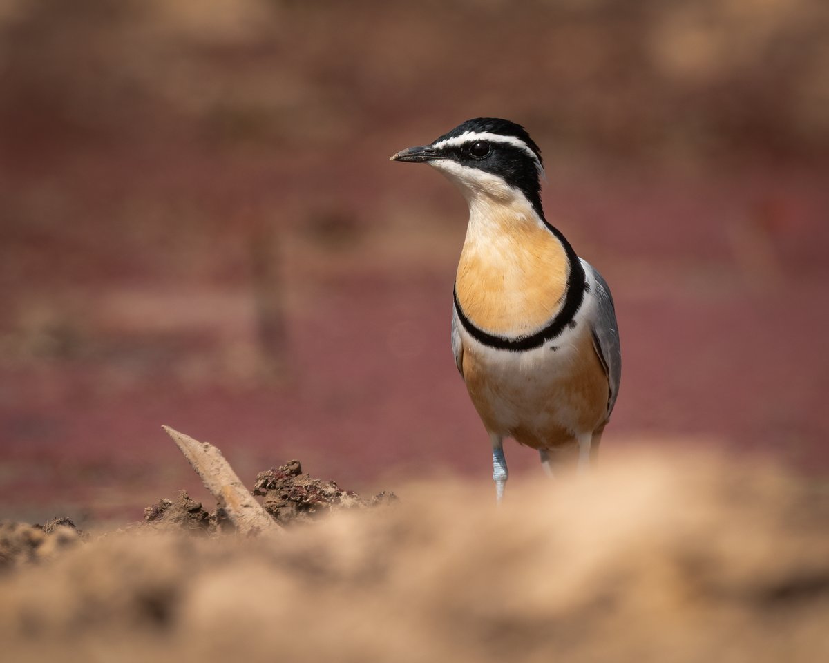 EbroDelta's tweet photo. AWESOME AFRICAN BIRDS | Top 10 birds | Birding Tour of The Gambia https://t.co/GSHxmt9wMk via @YouTube https://t.co/vRThSIInCv