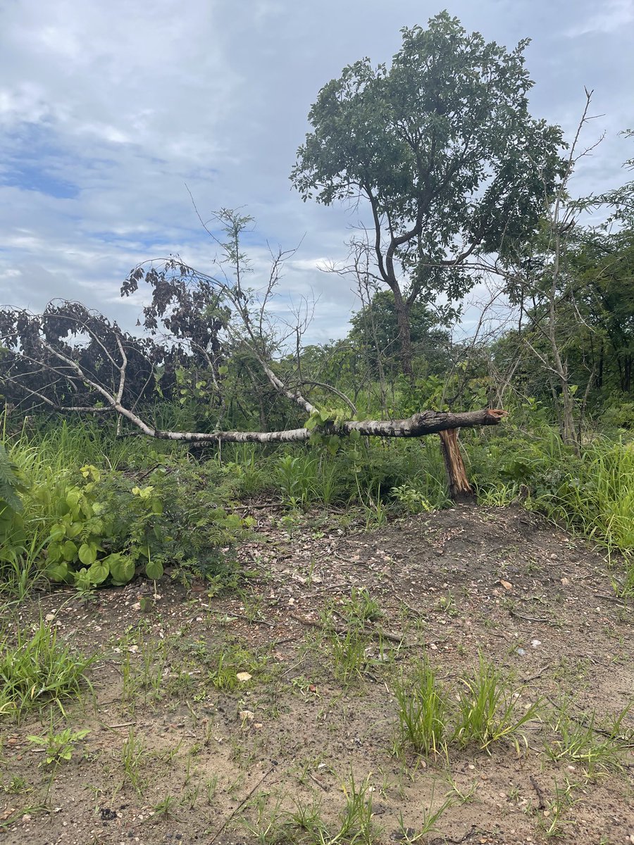 AskMeGoGreen's tweet photo. Please let us be on solution side &amp; stop cutting 🌲🌲🌲🌲any how😂Remember climate change is real😂 https://t.co/bTSacJtBEm