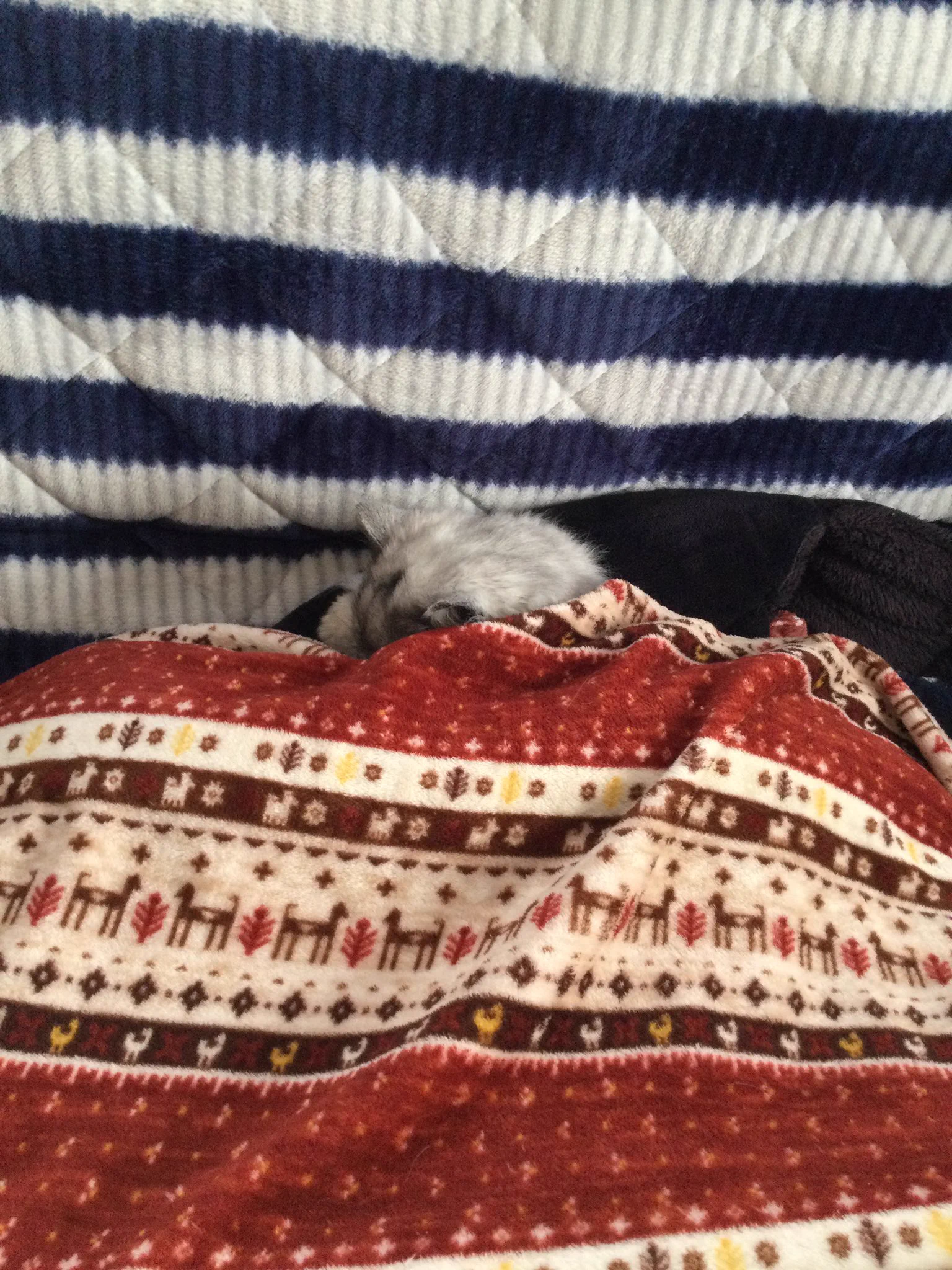 @ROkUHANA00 うちの子の横がまだ少し空いてますよ〜　どうですか？ 