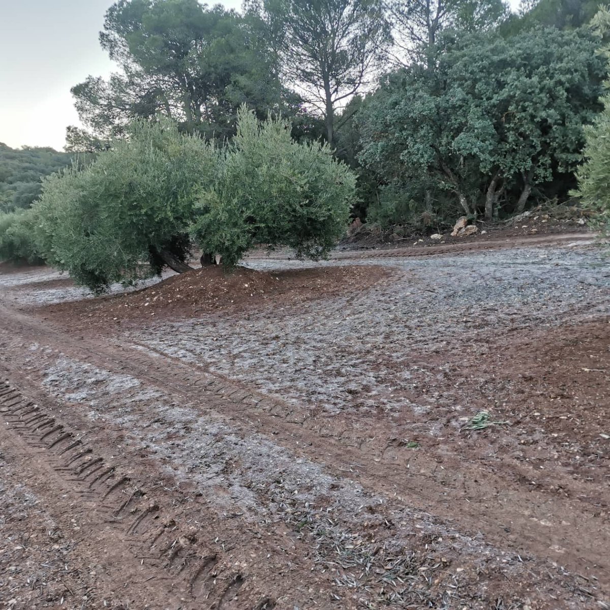 mdavilavm's tweet photo. Su tempraneo con su escarchazo para una buena caminata por pistas, cortafuegos y veredas. #SillyWalks #18kmEscarchados #Vicaría #Neveral #Tambor #Jaén #JaenParaisoInterior https://t.co/W9BQ6pEJjD