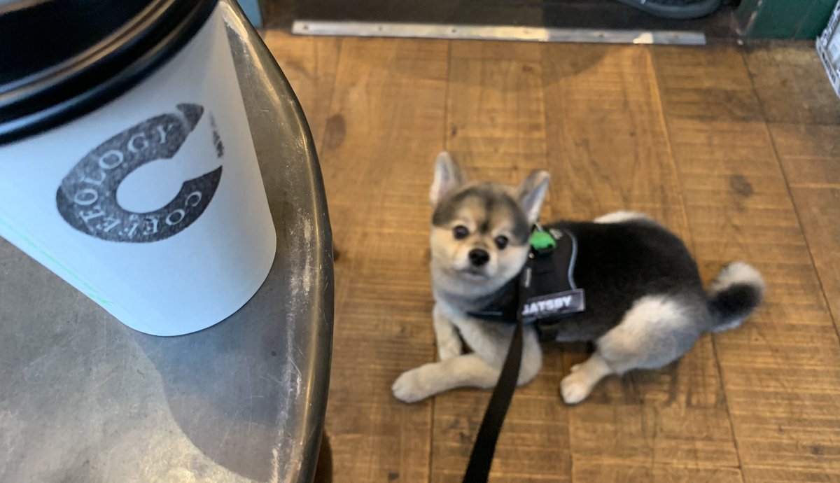 carabwilliams's tweet photo. Happy Saturday! #MatchaLatte #Matcha #Vegan #PlantBased #Richmond #Caffeine #MercerPets @lifeatmercer https://t.co/szACEuBc9j