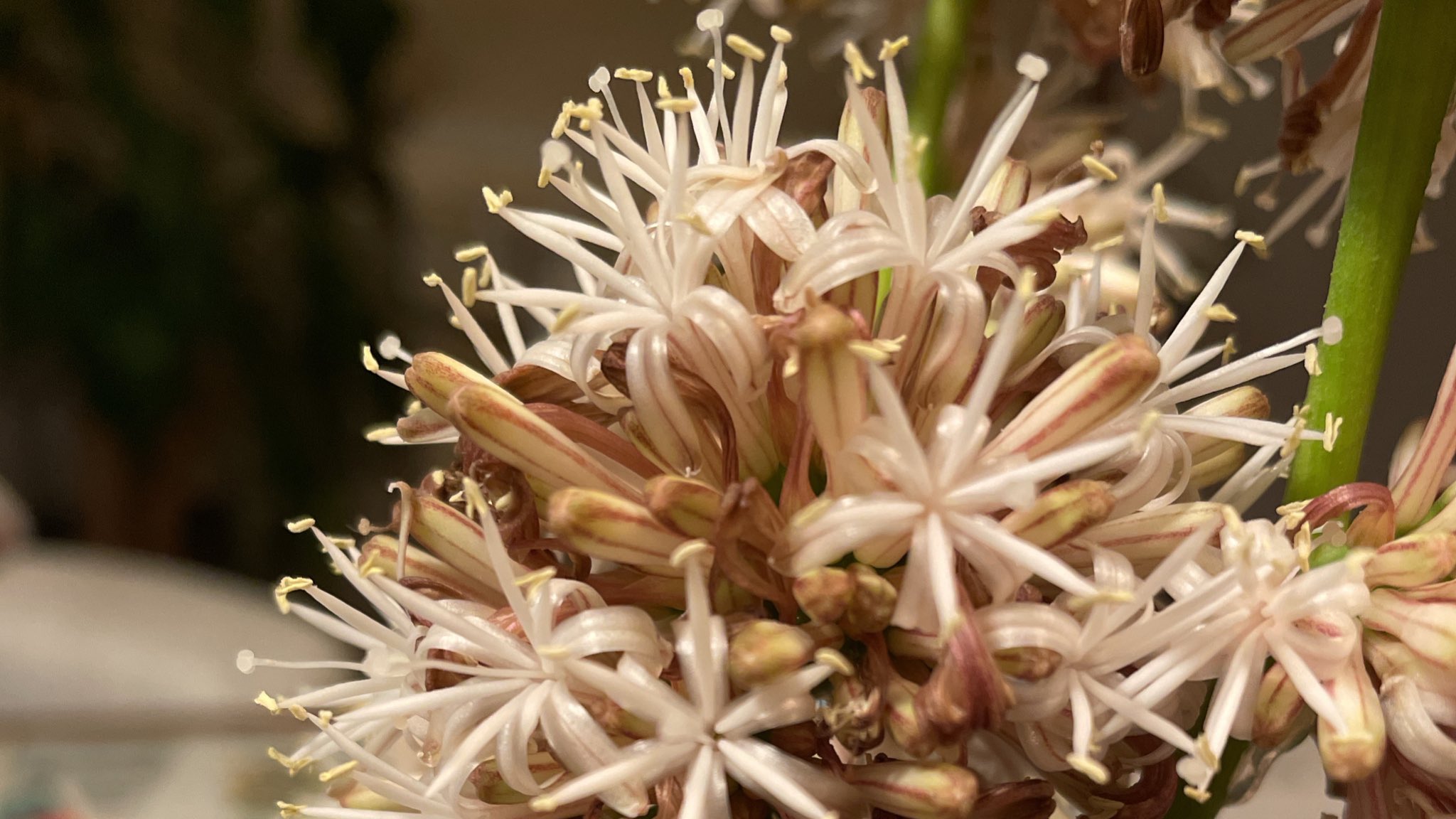 もりた 幸福の木の花が咲いたので幸せです T Co 6mpq2daccn Twitter