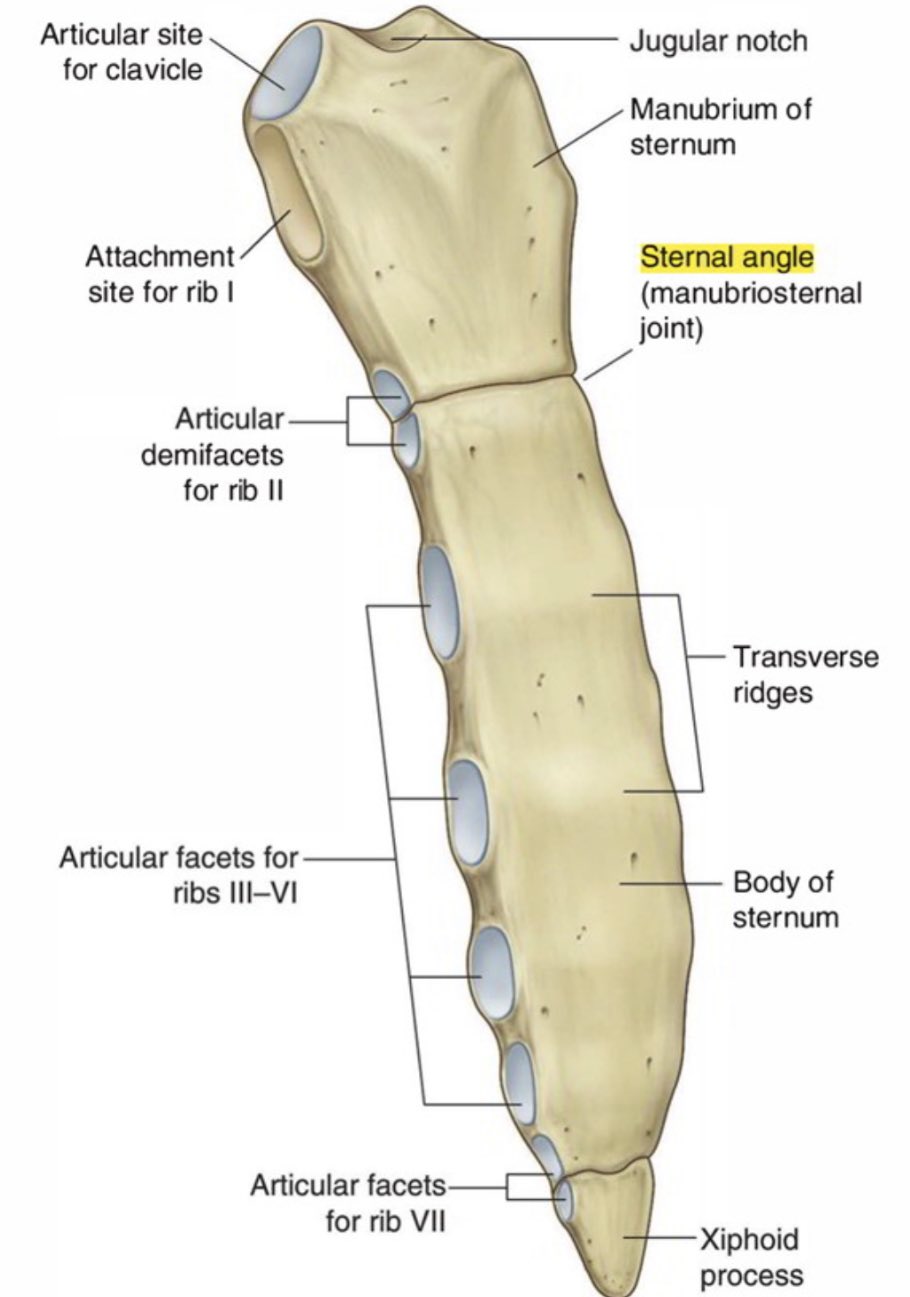 Sternal Angle of Louis - 3D Models, Video Tutorials & Notes