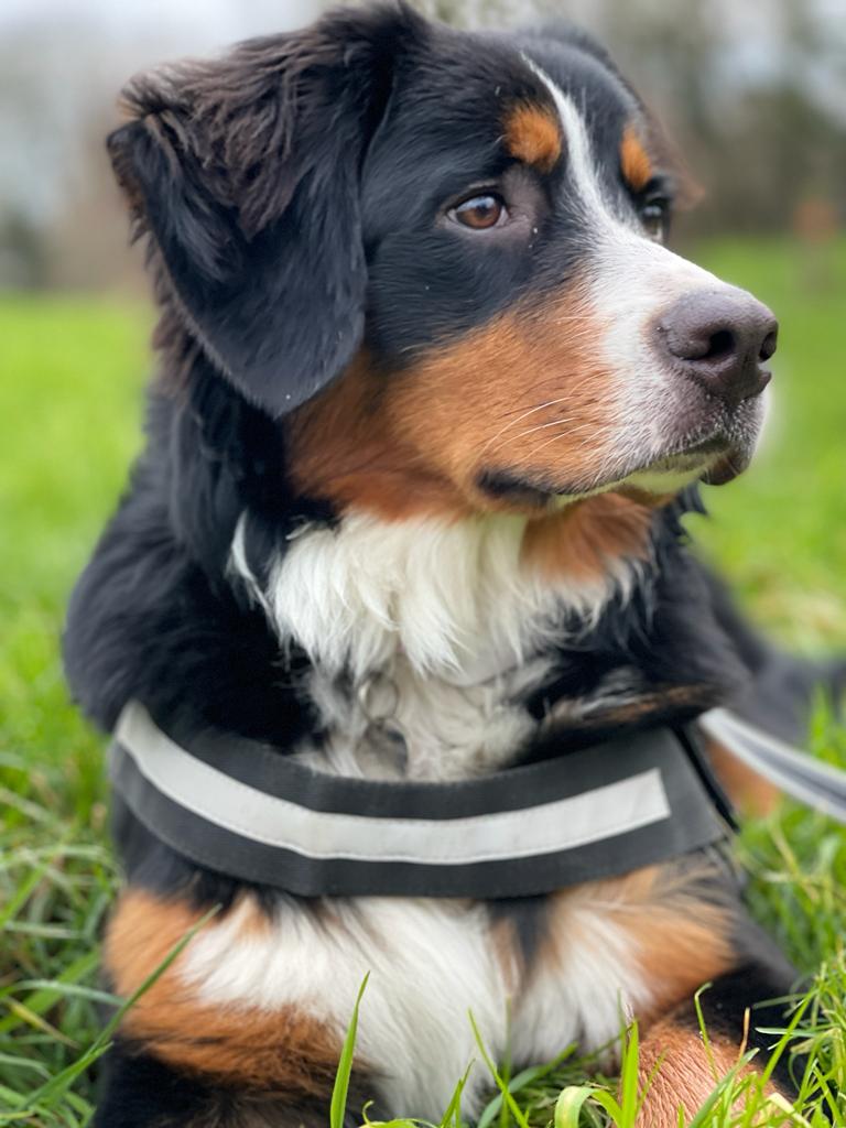 ButtonBernese's tweet image. It&apos;s the wknd😃 #bernese #bernesemountaindog #puppylove #dogsoftwitter #DogsofTwittter