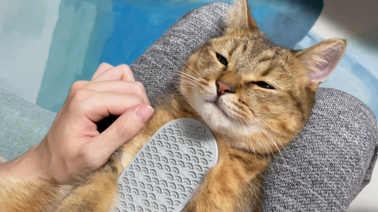 تويتر みにら日記 Miniradiary على تويتر しゃもじで猫のお腹をゴシゴシマッサージしたらｗｗｗ このまましばらく動かなくなりましたｗぜひお試しあれ T Co S9v7jjyl0b
