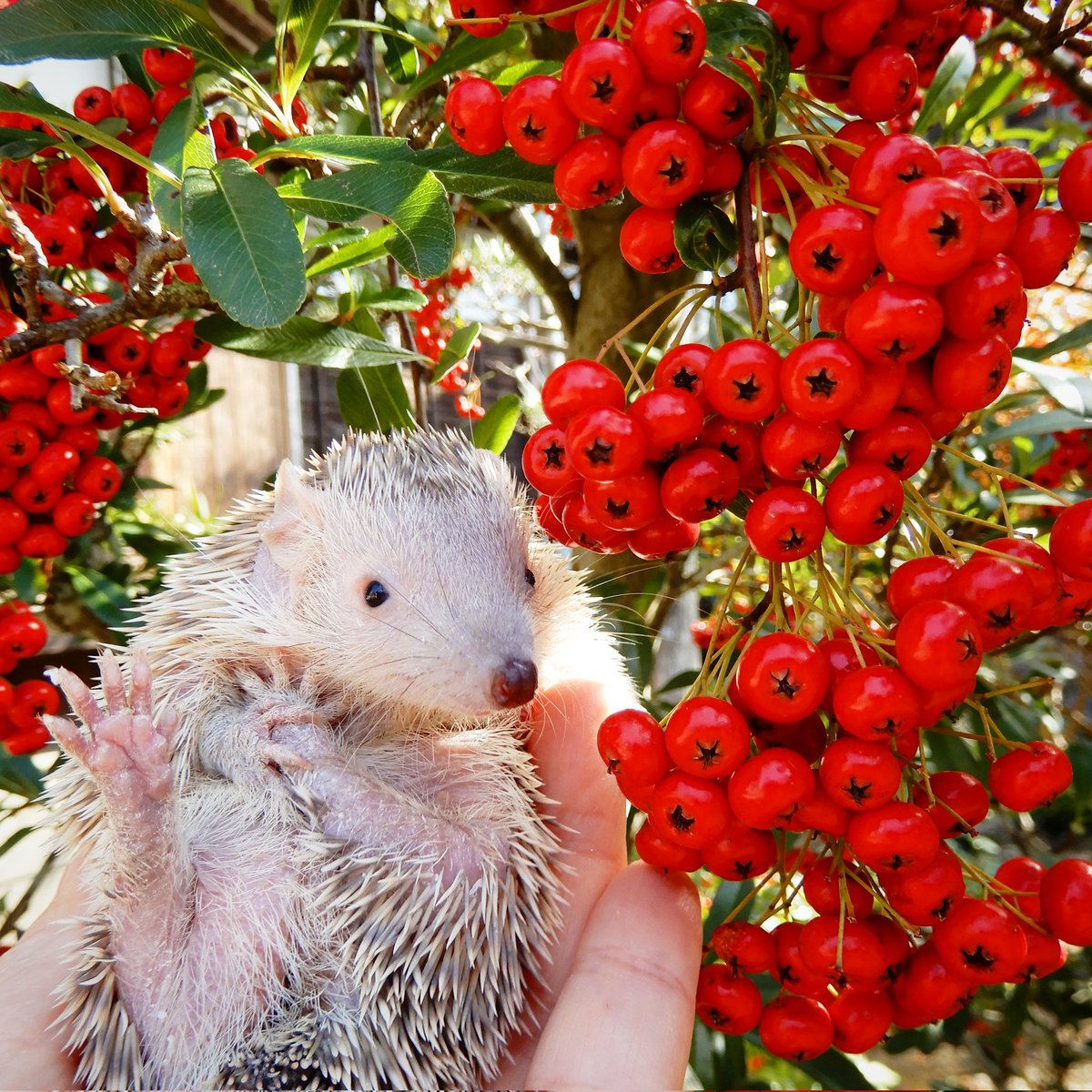 guriagu's tweet image. ヒメハリと赤い実という最強かわいい💞組合せ。
（わらび）