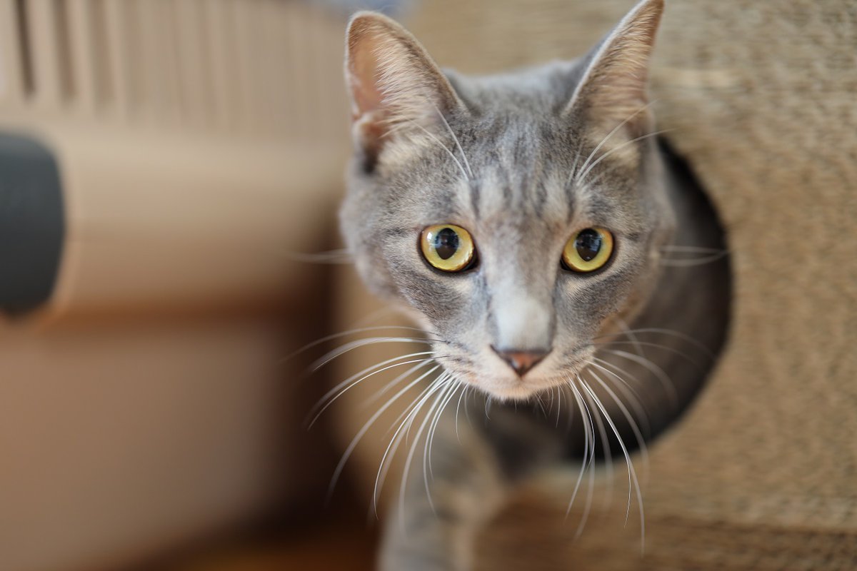 ブログは毎日20時に更新し猫写真を公開しています。 毎週、土曜日は猫写真と共に猫ポエムを公開します。 是非ご覧下さい。 ※今日は土曜日なので猫ポエムの公開です。 ブログ：猫写真家 安西政美 の
