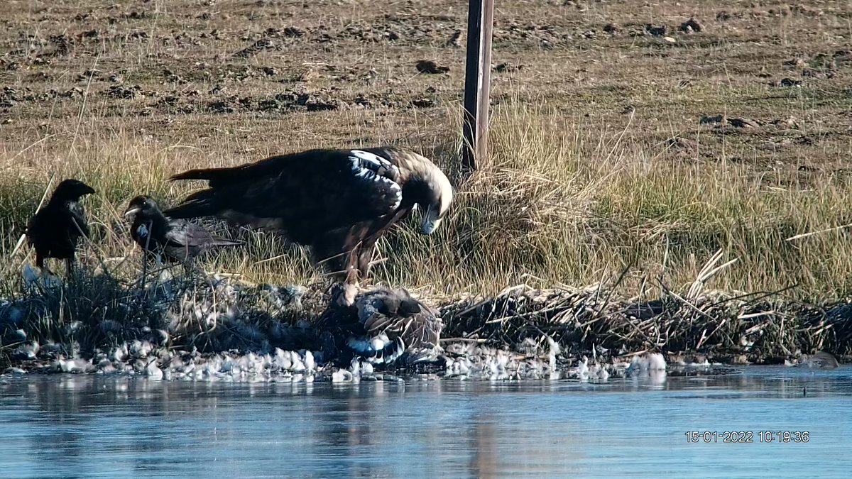 Gripe aviar (H5N1) en 🔴DIRECTO, ahora mismo un águila imperial depredando un ánsar contagiado. Todo aquí en cámara 2 youtube.com/playlist?list=…