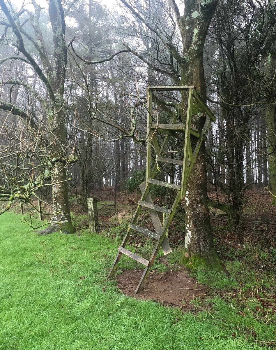 StrattonDorset's tweet photo. #wracklefordestate #stratton #dorset #woods https://t.co/6PDZ8WOTcy