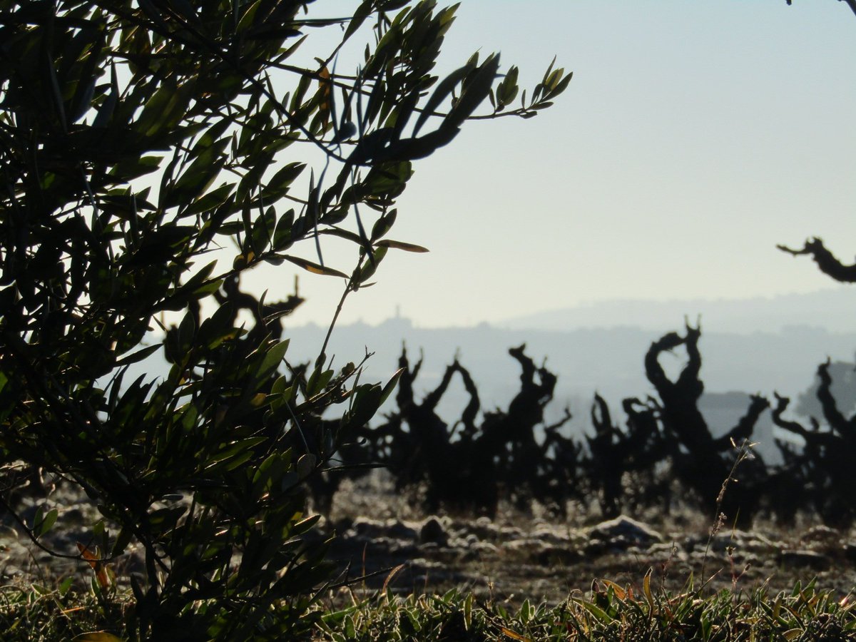 AlbaGalimany's tweet photo. Tot a punt per la #setmanadelsbarbuts ?
#SantaMaria #penedès #vilafrancadelpenedès #glaçades #fred #0graus https://t.co/Wa8OAG27KM