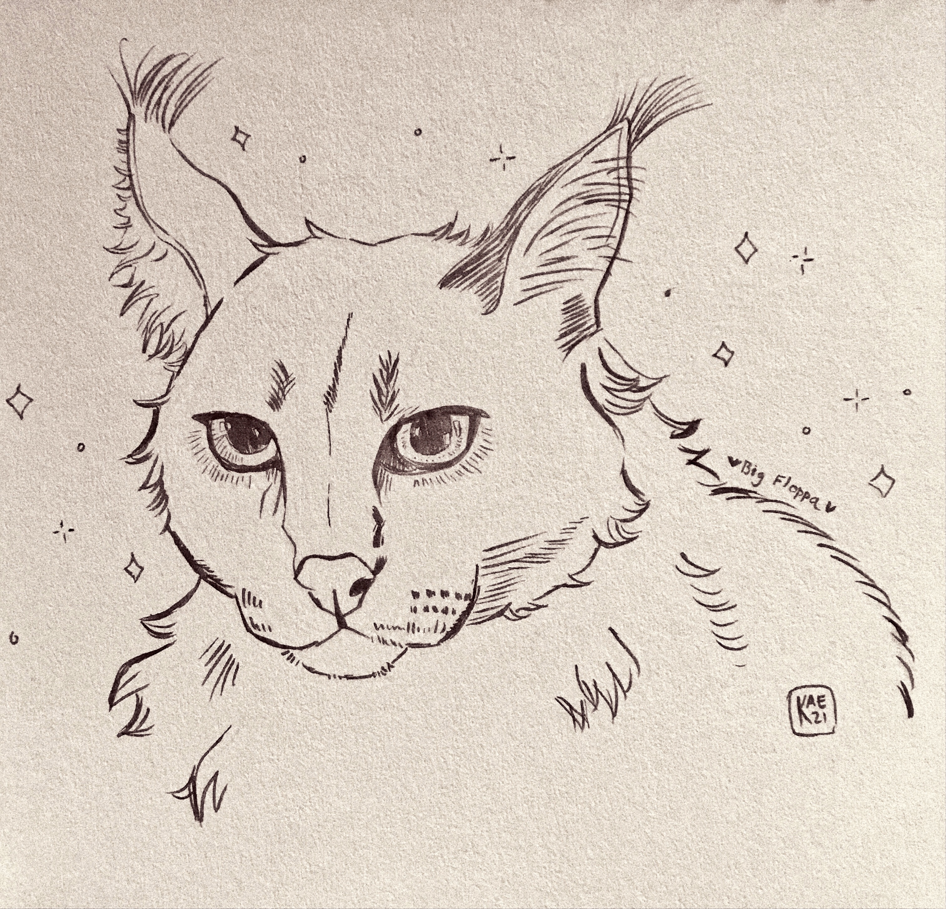 Caracal Twitter Search Twitter