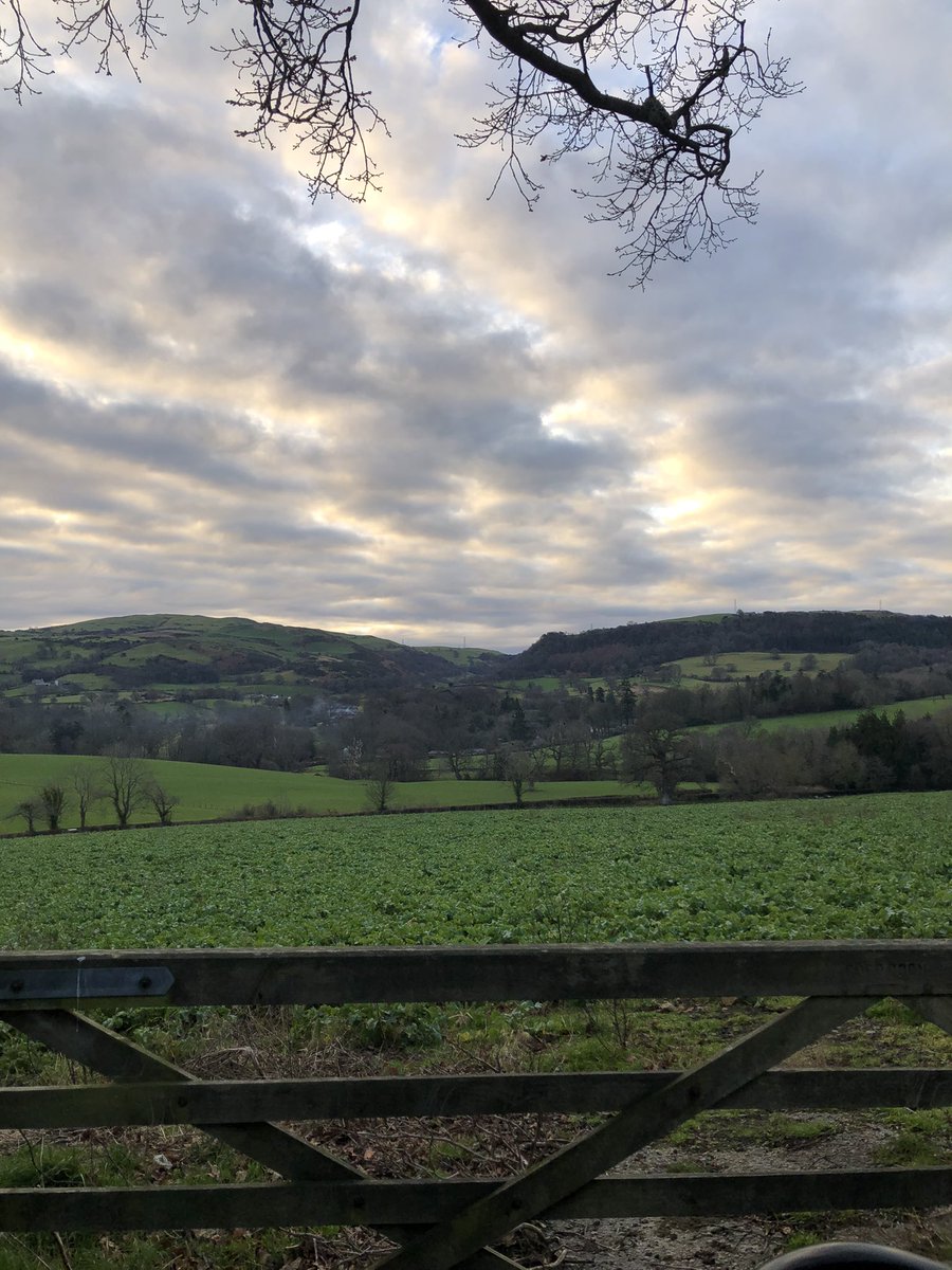 grj243's tweet photo. It’s #tweedoclock #overcast and with a slight #wind #highdrives it is then! #pheasant #tweetthebeat #NorthWales https://t.co/8FGDJvsxe0
