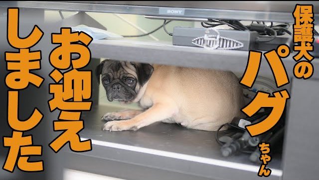 パグのうめこ Umeko Beauty Twitter