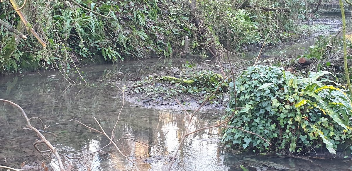 BRMayne's tweet photo. Great day clearing woodlands and river yesterday with volunteers at the #trueaimforestactivities community event in #fonmon https://t.co/EJcsinvBJu