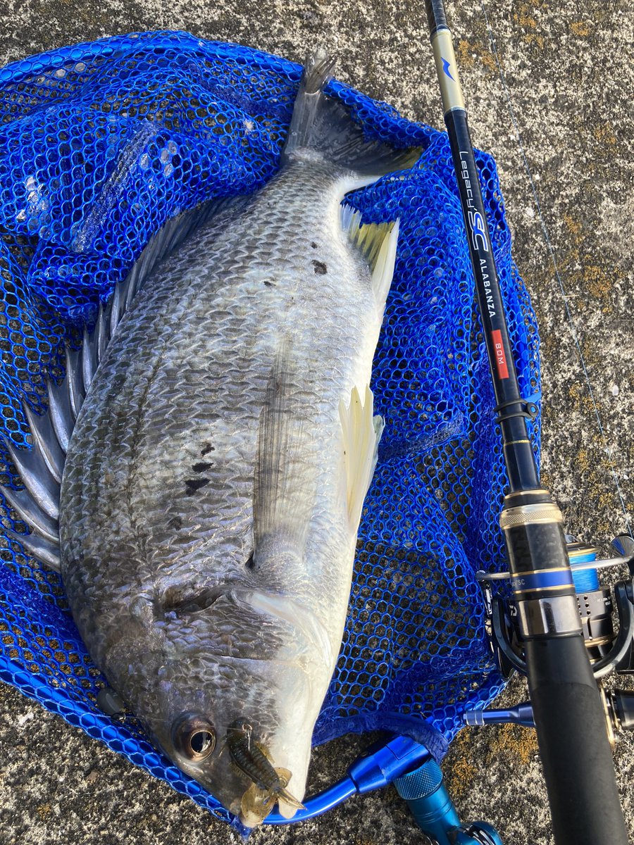 ta_chin_bream's tweet photo. デイゲームで冬キビレ狙い

14gシンカーを使った深場の遠距離戦

フリーリグはまだまだ初心者レベルながら、つ抜け達成

アーバンクローラー、ハリーシュリンプのローテーションでした
#フリーリグ #冬キビレ #アーバンクローラー #ハリーシュリンプ #LegacySC #ALABANZA80M #バザーズワームシンカーTG https://t.co/PU160JAvsw