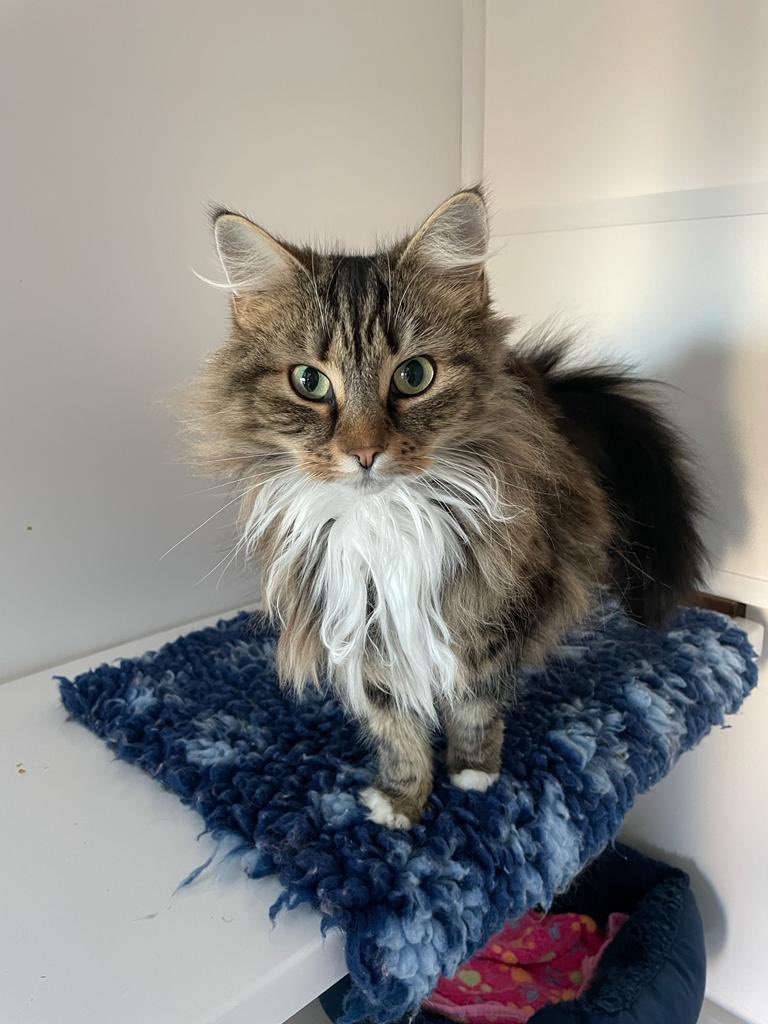catsinoxford's tweet photo. This #Caturday 4 year old Lyla is 4 is looking for a new 🏡 She’s a lovely affectionate girl who is use to a family 🏡 She loves snuggling up by the radiator n snoozing on the bed. She’s a gentle girl so does like some peace and quiet. No other 🐈‍⬛ or do🐕 #CatsOfTwitter https://t.co/r9JfZiZe2g