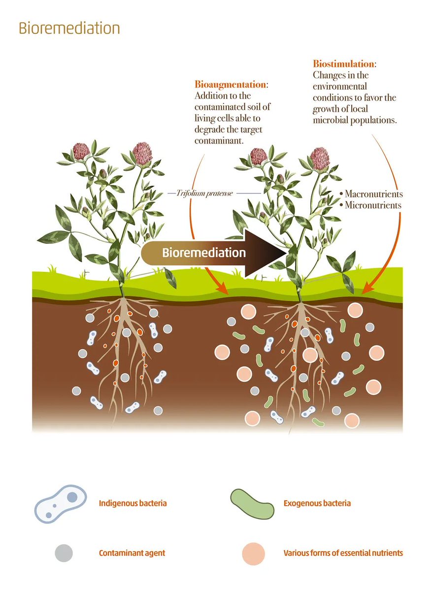 RonaldVargasJob's tweet photo. Biostimulation and bioaugmentation are bioremediation strategies which use soil microorganisms in the fight against contaminants in soils ☢️

Learn more about the state of knowledge of #SoilBiodiversity ⬇️
🤎 Report: https://t.co/7slrJMUbns
🤎 Summary: https://t.co/4p9pwyA6FT https://t.co/ceX2SrdlqM