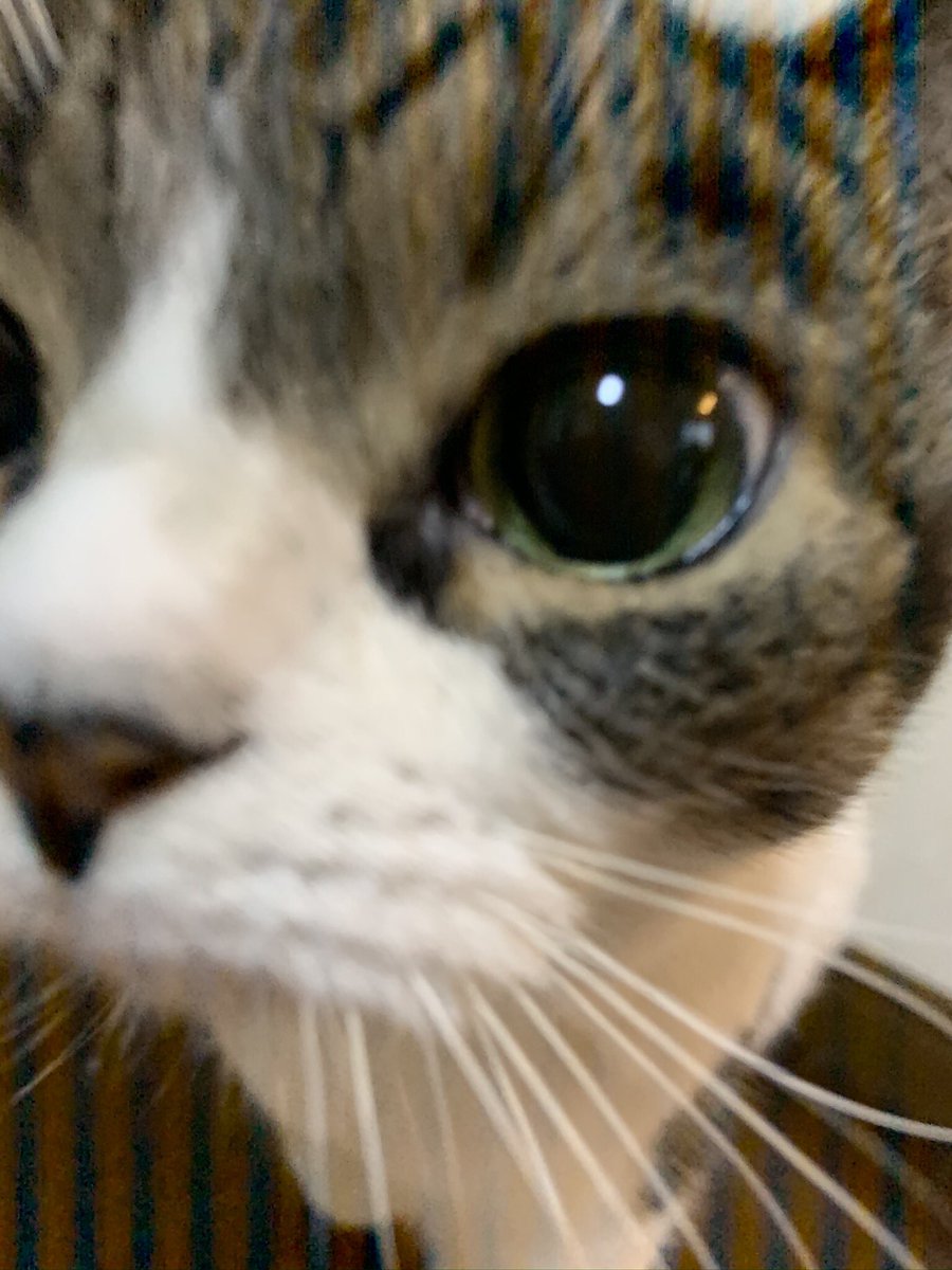shishimee's tweet photo. 昨日の朝、愛猫が亡くなりました。
9歳半でした。

私たちの予想をはるかに超えて、
がんばってくれました。

ずっとずっと、私たちの最愛の猫です。

ありがとう、ありがとう。 https://t.co/XTZcycI1vb