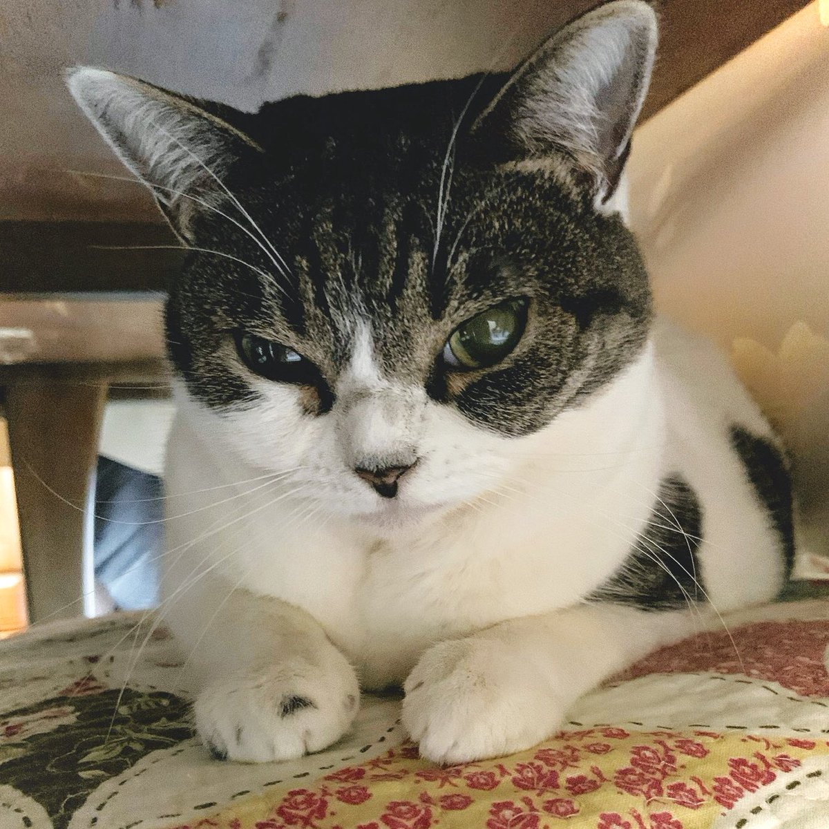 shishimee's tweet photo. 昨日の朝、愛猫が亡くなりました。
9歳半でした。

私たちの予想をはるかに超えて、
がんばってくれました。

ずっとずっと、私たちの最愛の猫です。

ありがとう、ありがとう。 https://t.co/XTZcycI1vb