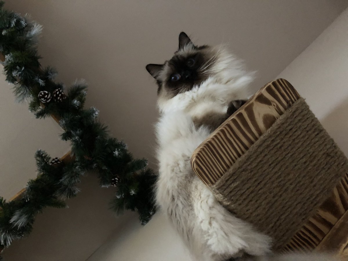 HistoryMissc's tweet photo. @KerriLeaPearson Good morning fellow Ragdoll baby! https://t.co/noJBysgMFh