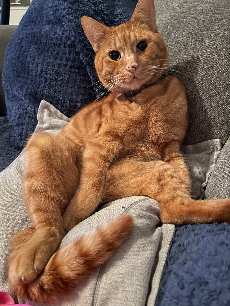 #Caturday #Goose