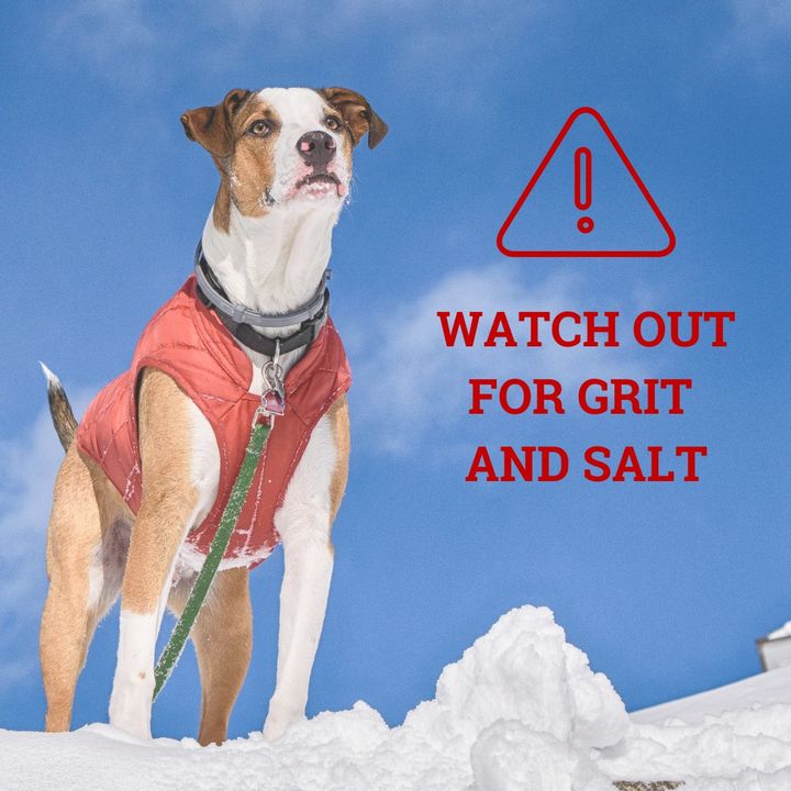 Can Salt Grit Hurt Dogs