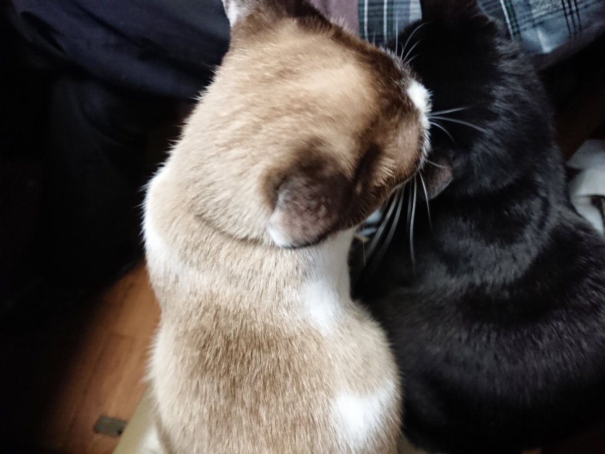 Satchi_cat_0603's tweet photo. こんばんは😃🌃シロがクロをペロペロなめてます。１日お疲れ様でした。明日もよろしくお願いします。😻 https://t.co/CyM3V63iC0