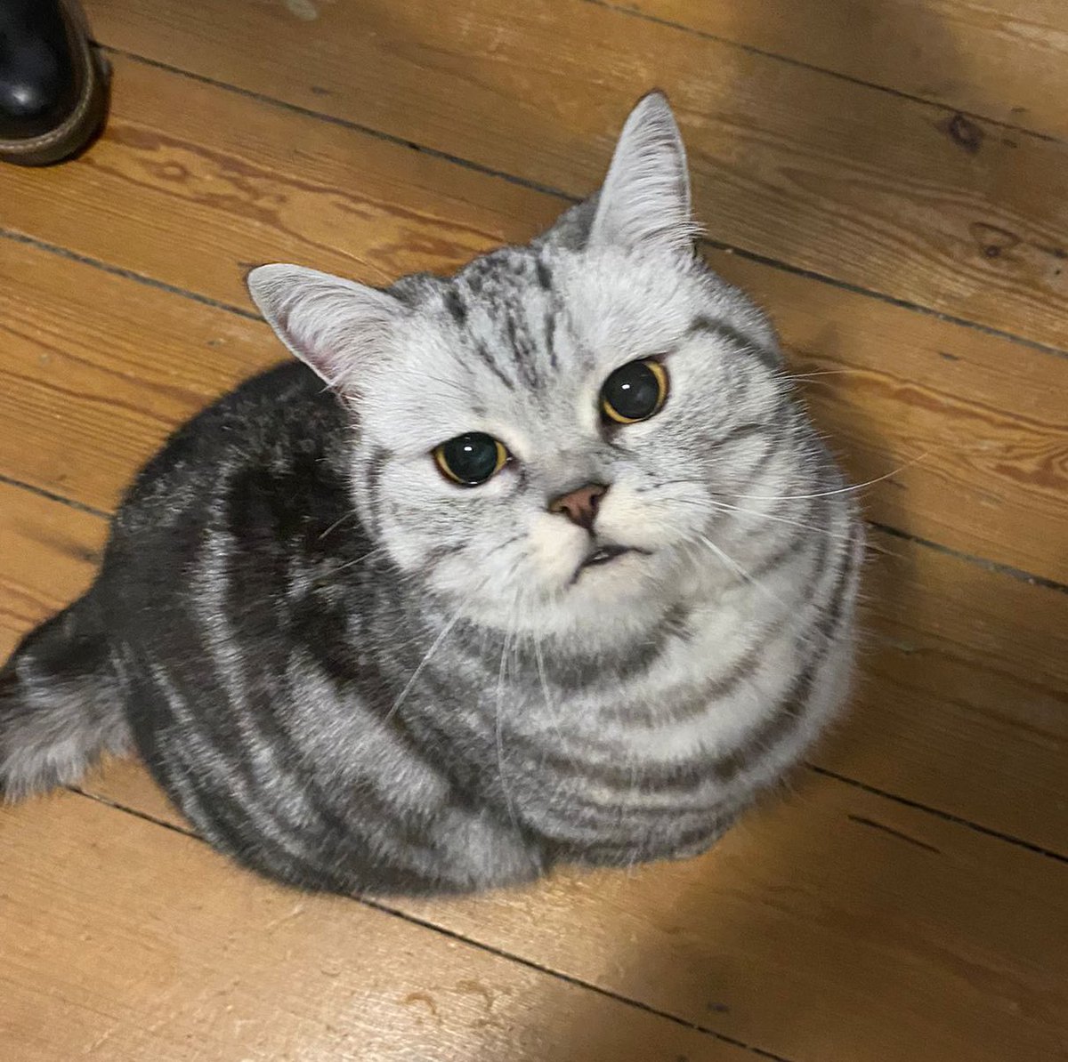 rosiepiecat's tweet photo. Here I am, high as a kite after an anaesthetic to lose 2 teeth! (Totally fine now, and still overweight) 🙀👀#caturday https://t.co/E6Bjr7iIg3