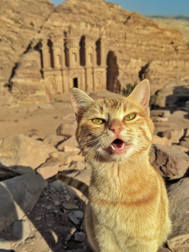 Guardian of Petra! 🐈 #Caturday #Jordan