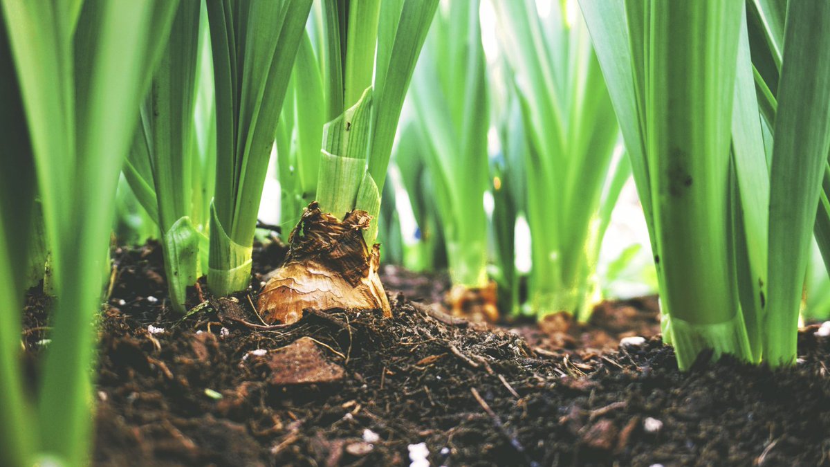 🌱 Soil is the backbone of our food security.

Without healthy soils, farmers 🧑‍🌾 wouldn’t be able to provide us with feed, fiber, food, and fuel.

#SOILGUARD focuses on the linkages between sustainable soil management and 🥕 food security + sustainable land management.
